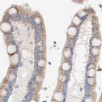 Anti-PROS1 antibody produced in rabbit 