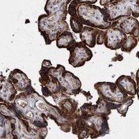 Anti-PROSC antibody produced in rabbit HPA023733-100UL