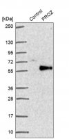 Anti-PROZ antibody produced in rabbit