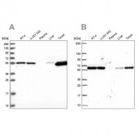 Anti-PRPF19 antibody produced in rabbit 