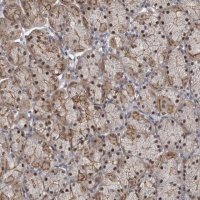 Anti-PRPF3 antibody produced in rabbit 
