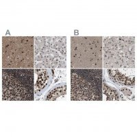 Anti-PRPF4 antibody produced in rabbit 