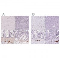 Anti-PRPH antibody produced in rabbit 