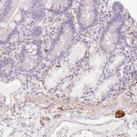 Anti-PRPH antibody produced in rabbit 
