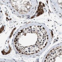 Anti-PRPSAP2 antibody produced in rabbit HPA021881-100UL
