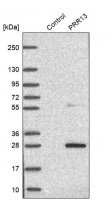 Anti-PRR13 antibody produced in rabbit HPA046219-100UL