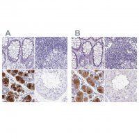 Anti-PRR27 antibody produced in rabbit 