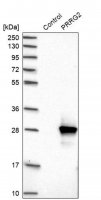 Anti-PRRG2 antibody produced in rabbit