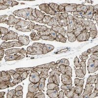 Anti-PRRG2 antibody produced in rabbit
