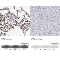 Anti-PRX antibody produced in rabbit
