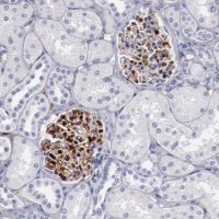Anti-PRX antibody produced in rabbit
