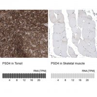 Anti-PSD4 antibody produced in rabbit 
