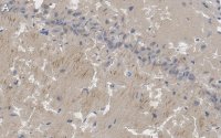 Anti-PSD95 Antibody, clone K28/43 ZooMAb� Mouse Monoclonal 