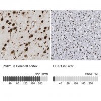 Anti-PSIP1 antibody produced in rabbit
