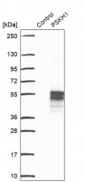 Anti-PSKH1 antibody produced in rabbit