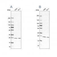 Anti-PSMB1 antibody produced in rabbit