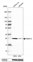 Anti-PSMD10 antibody produced in rabbit 