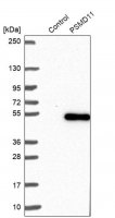 Anti-PSMD11 antibody produced in rabbit HPA042275-100UL