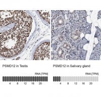 Anti-PSMD12 antibody produced in rabbit