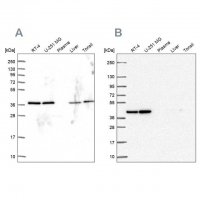 Anti-PSMD7 antibody produced in rabbit 