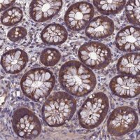 Anti-PSMF1 antibody produced in rabbit 
