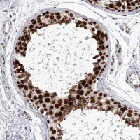 Anti-PSPC1 antibody produced in rabbit