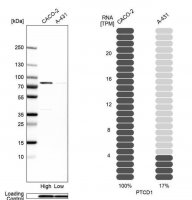Anti-PTCD1 antibody produced in rabbit 