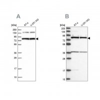 Anti-PTCD3 antibody produced in rabbit 