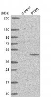 Anti-PTER antibody produced in rabbit 