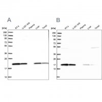 Anti-PTGES3 antibody produced in rabbit HPA038672-100UL