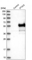 Anti-PTGIS antibody produced in rabbit 
