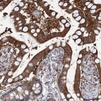Anti-PTGR1 antibody produced in rabbit 