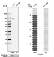 Anti-PTK2B antibody produced in rabbit 