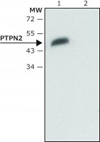 Anti-PTPN2 antibody produced in rabbit 