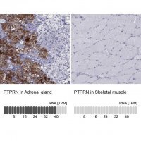 Anti-PTPRN antibody produced in rabbit 