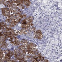 Anti-PTPRN antibody produced in rabbit 