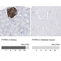 Anti-PTPRO antibody produced in rabbit 
