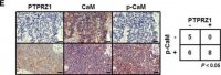 Anti-PTPRZ1 antibody produced in rabbit 