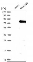 Anti-PUM3 antibody produced in rabbit