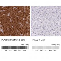 Anti-PVALB antibody produced in rabbit