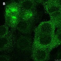 Anti-PVR (CD155) Antibody, clone 4B3 ZooMAb® Rabbit Monoclonal