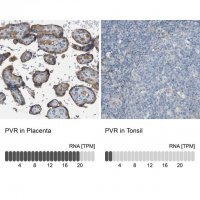Anti-PVR antibody produced in rabbit 