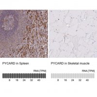 Anti-PYCARD antibody produced in rabbit HPA049074-100UL
