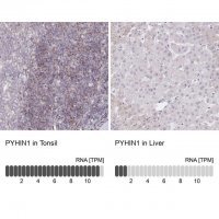 Anti-PYHIN1 antibody produced in rabbit 