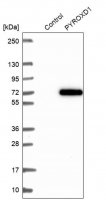 Anti-PYROXD1 antibody produced in rabbit 