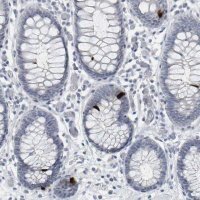 Anti-PYY antibody produced in rabbit