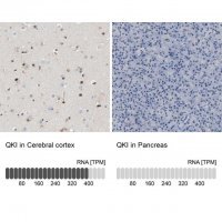 Anti-QKI antibody produced in rabbit 