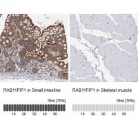 Anti-RAB11FIP1 antibody produced in rabbit 