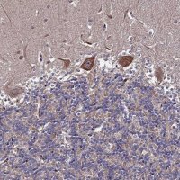 Anti-RAB15 antibody produced in rabbit