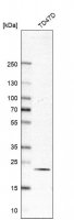 Anti-RAB18 antibody produced in rabbit